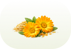 calendula extract